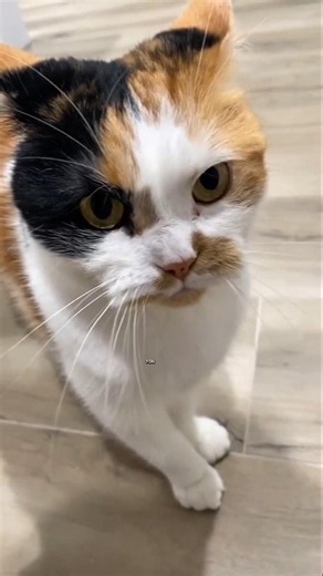 Why Calico Cats Always Act Like They Run The House😹#shorts #cat #funnycats