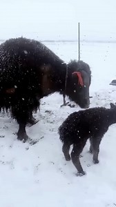 The real calf protection, the plateau yak protects its cub and directly knocks over the Tibetan mastiff . . . . . . . . . . #NationalOysterday #canada #sound #doglover #rabbit #beauty #cute #dk #birds #conservation #elephantlove #komodo #animals #wildlife #elephantsanctuary #wow #birdssounds #youtubeshorts #offgrid #amazing #nature #shorts #shortvideo #elephantsofinstagram | D3 Animals