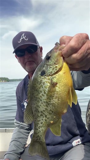 Legendary Lake Murray shellcracker day..🎣😎.. extra thick!’ #livingthedream #kastking #suffix #grit