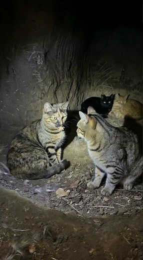I Placed a Camera in a Stray Cat Den — What Came Out Shocked Me #cute