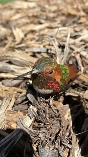 How to catch a hummingbird