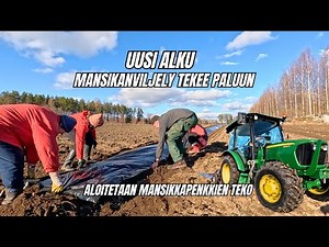 Mansikanviljely tekee paluun | Ensimmäiset penkit vedetty!