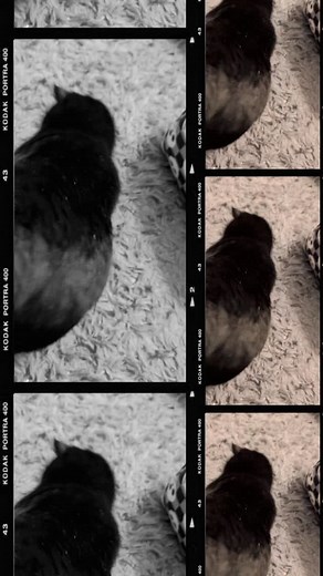 On this #caturday , Merlin is really kicking off the organization project. He couldn't contain himself. #blackcatcuriosmagick #blackcatsofinstgram #ministorage #tinyproblems #bambulaba1 #tinytotes | Black Cat Curios & Magick