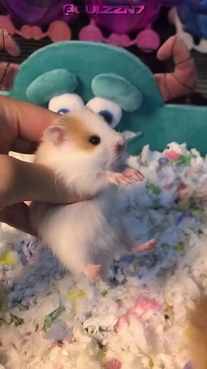 Caring for Your Pet Hamster: Tips and Tricks