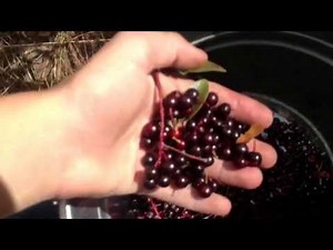 Wild choke cherry syrup