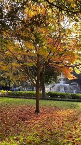 Enjoy these stunning fall scenes from Savannah's Forsyth Park! 🍁 | Visit Savannah