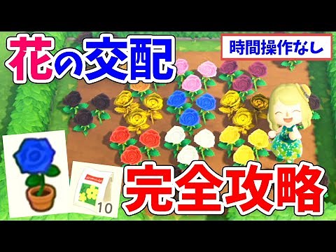 【あつ森】花の交配を徹底解説！全種類の交配表や青バラの作り方、効率の良い植え方・増やし方、入手方法などまとめ【あつまれどうぶつの森 攻略】