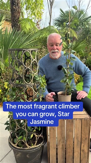 Discover the Fragrance of Star Jasmine