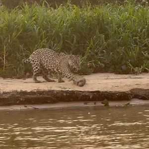 CADEIA ALIMENTAR - Recebemos esse vídeo que gera muita discussão. É a natureza. Veja: onça-pintada em caça a filhote de capivara no Pantanal de MT. VÍDEO Créditos: Ricardo Casarin - Fotográfo. #pantanal #onça #oncapintada#noticiasdocerrado #brazil #brasil #video #fauna | Notícias do Cerrado