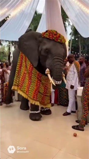 L'éléphant qui danse azonto au mariage ghanéen #humanity #funny #humor #comedy #elephant