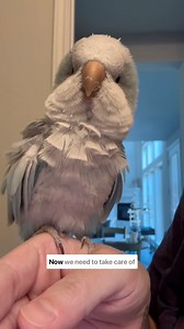 108K views · 25K reactions | Time to wash all of these new feathers #parrot #bird #rescue | The Green Bird Brigade | Facebook