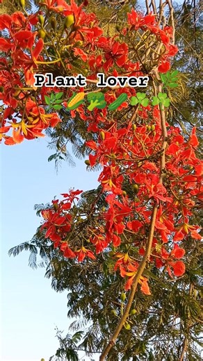 plant lover 🌿🌽🥦🥒#farming #plantsofindia #agriculture #farmer #shorts