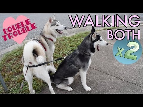 Walking TWO Dogs At Once! - (How To Walk Multiple Huskies)