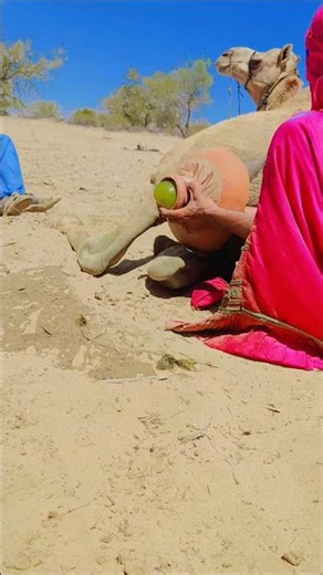 Cooling a Camel in the Desert Heat – A Rare Village Scene 🐪☀️💧