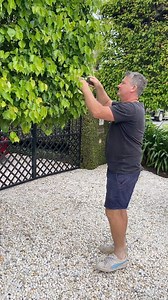2.2K views · 16 reactions | This pruning technique takes a little time but it saves you trimming the whole pleached hedge and keeps the plants looking neat and tidy…. I’ve been pruning my trees like this for 20 years and it really helps the trees bud on the old interior branches. #manchurianpears #peartrees #pleaching #pleachedtrees #pleachedtrees #andrewstarkgardens #pruning #hedges | Andrew Stark. Garden Design | Facebook