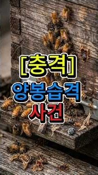 도봉 피해 입은 토종벌 관리, 긴급 채밀과 합봉 결정!