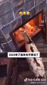 chinese goat trying to enter go walk into fire being dragged pulled out of fireplace suicidal tendencies keeps trying going back in reaction video
