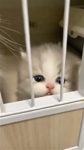 #shortvideo #funnyvideo #indiashorts #love #pakistanshorts #trendingshorts #ukshorts #usashorts