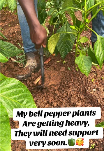 Bell Pepper Plant Support: How to Care for Heavy Plants