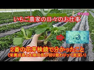 ２番の花芽検鏡で分かったこと（栄養成長と生殖成長の切り替わりって奥深い） いちご農家の日々のお仕事 ＃１０４２