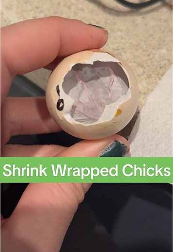 Rescuing Struggling Chicks: A Heartwarming Story of Survival