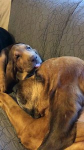 Bloodhound (@bloodhound.ismylife) • Instagram photos and videos