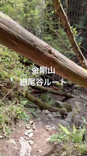 金剛山細尾谷ルート