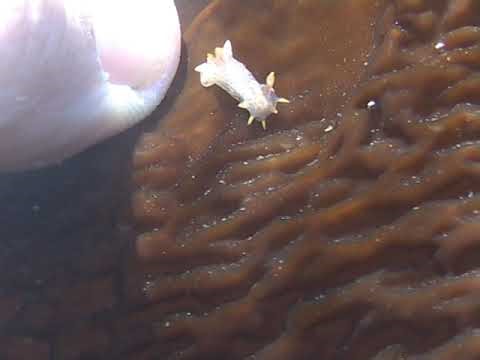 Nudibranch close up encounter with human thumb on Laminaria saccharina blade marine zoology
