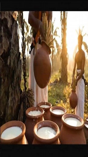 From Sap to Sugar: Harvesting the Majestic Palmyra Palm (Model TP-SF-1) | Artisanal Process