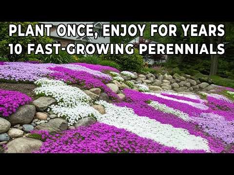 Plant Once, Enjoy for Years! 10 Fast-Growing Perennials