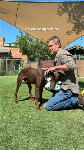 Matt Damon and His Wife Keep Bringing Home Rescue Animals From Vacation | The Dodo