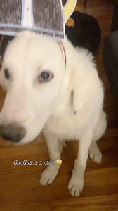 552 reactions · 129 shares | Meet Gus!  Gus is a 7-8 month old...