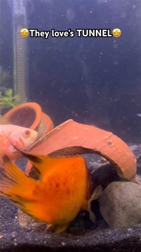 ❤️ #arowana #aquarium #fishkeeping #aquascape #viral #fishshorts #trending #guppyfish #breeding #og