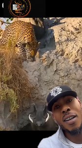 14K views · 68 reactions | Leopard don’t set trap #leopard #reelsfbシ #viralvideoシ #viralreelschallenge #verydarkman ‍♀️‍♂️ | Mike entertainment | Facebook