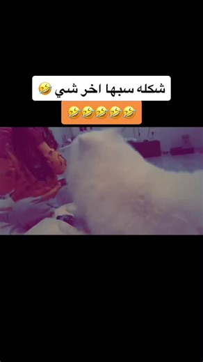 #dogs #angry #samoyed #explor #اكسبلور #السعودية #جدة #جده #jeddah #foryou #foryoupage #varil #akai_samoyed