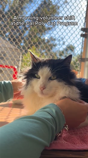 Cal Poly Cat Program on Instagram: "Thinking about volunteering at the cat program?! If you are interested in hanging out with our kitties, email volunteercpcp@gmail.com for more information!!! - - - - - - - - - - - #cats #kittens #calpolycatprogram #calpoly #catshelter #slo #rescuecat #sanluisobispo #communityservice #volunteer #explore"