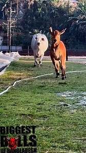 26K views · 352 reactions | Captivating beauty Brahman calf and Brahman mom running on the pasture | Biggest Bulls Of Bangladesh | Facebook