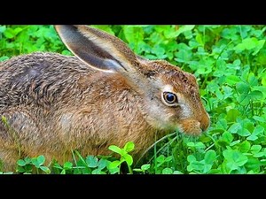 watch a brown hare eating clover and relax