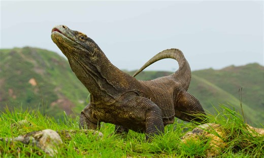 Incredible Komodo Dragon Facts That Prove Nature Is Wilder Than Fiction