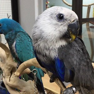 472 reactions · 569 shares | BLUE Eclectus, male and female, out on the tree stand today #eclectusparrot #education #family #parrotstars | Parrot Stars | Facebook