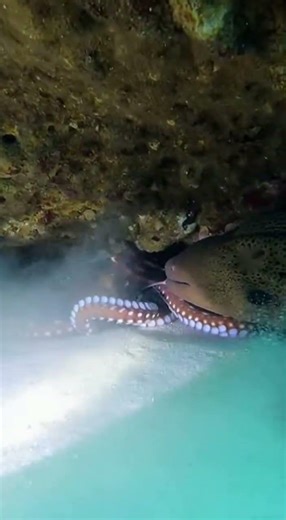Moray eel drags octopus into reef crack