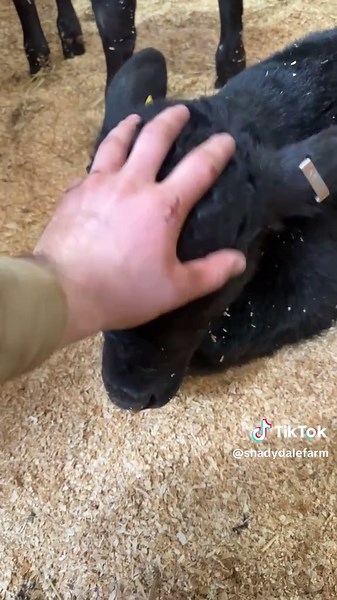 Caring for Newborn Calves at Shady Dale Farm