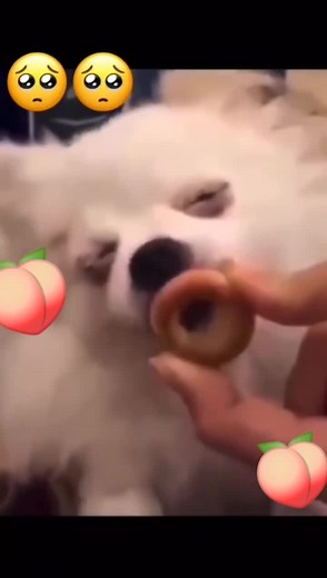 #stevetheogang🇭🇹🇿🇦🇺🇸 #mounbtthyo🎖🇭🇹