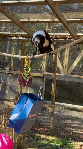 Giving our Crow a Present!