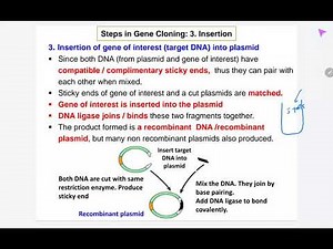 8.2 (b) detail Steps in gene cloning (I C I T A S) by using plasmid