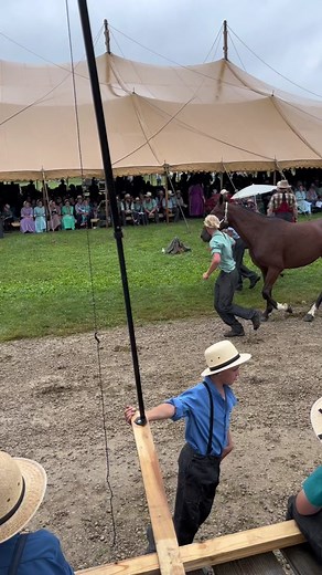 Amish horse auction #viral