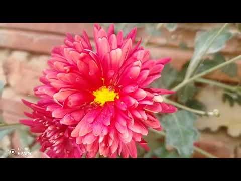Beautiful flower status 🌹|| home beautiful flower 🌺 || full video HD||WhatsApp status flower #flower