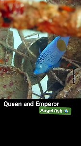 Meet the Yellow Bar Angelfish, a true gem of the Red Sea! 🌊 With its vibrant yellow stripe and majestic blue hues, this solitary swimmer is a sight to behold. Did you know they can live up to 36 years and are curious by nature? Dive into the beauty of marine life! 🐠✨ #Angelfish #MarineLife #OceanBeauty #UnderwaterWorld #RedSea #SeaCreatures #ScubaDiving #FishPhotography #NatureLovers #AquaticWonders #OceanVibes #EcoFriendly #SeaLife | Scuba Diving Holidays