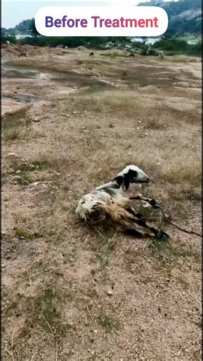 గొర్రెలు లేవలేని స్థితిలో ఉన్నప్పుడు తీసుకోవలసిన జాగ్రత్తలు General Weakness in Sheep #minerals