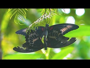 Butterfly Mating Process Up Close